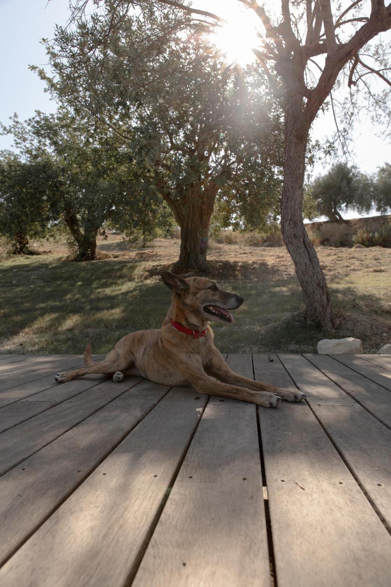 Villa Iuta Farm à Noto Extérieur photo