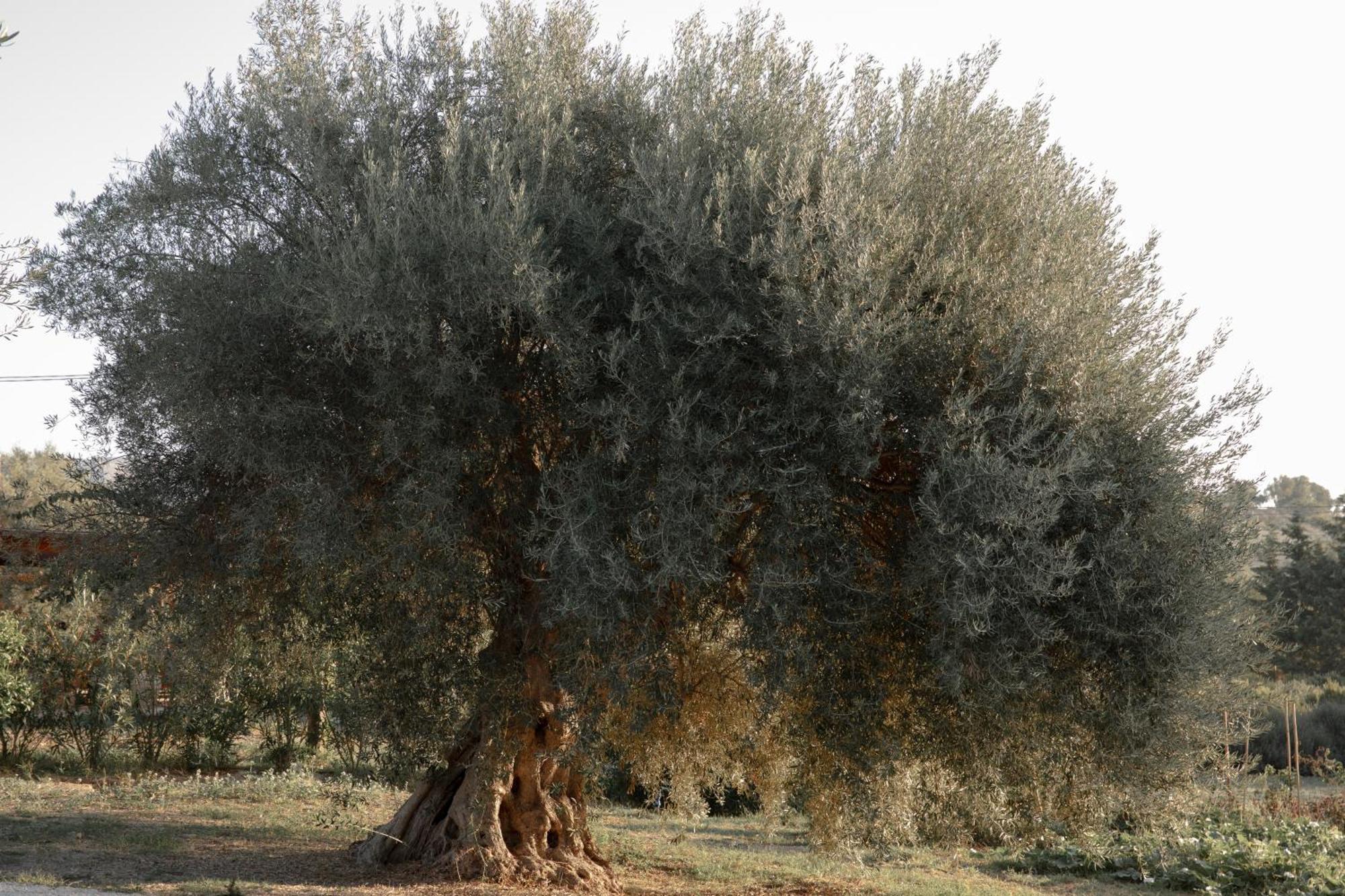 Villa Iuta Farm à Noto Extérieur photo